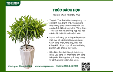 huong-dan-trong-va-cham-soc-cay-truc-bach-hop