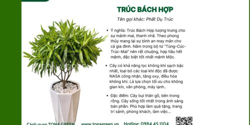 huong-dan-trong-va-cham-soc-cay-truc-bach-hop