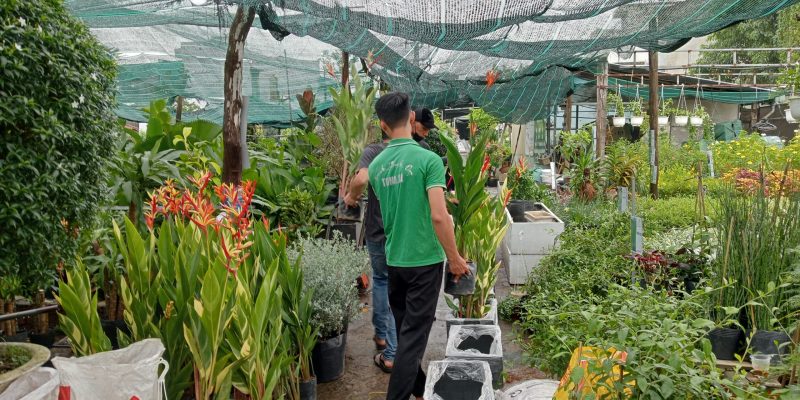 Cung ứng cây công trình số lượng lớn từ vườn ươm TonaGreen