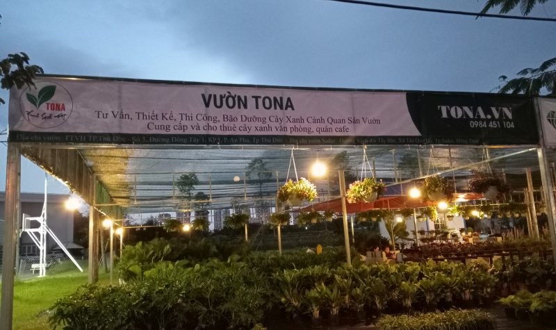 Cây cảnh thân gỗ TonaGreen
