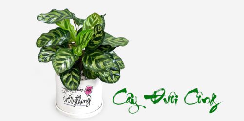 huong-dan-cham-soc-cay-duoi-cong