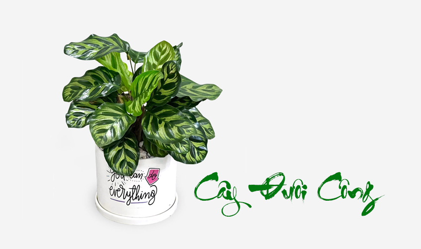 Hướng dẫn chăm sóc cây Đuôi công