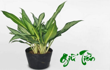 huong-dan-cham-soc-cay-giu-tien