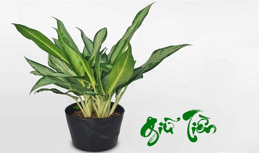 Hướng dẫn chăm sóc cây Giữ Tiền