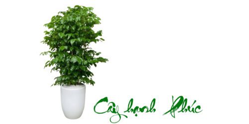 huong-dan-cham-soc-cay-hanh-phuc