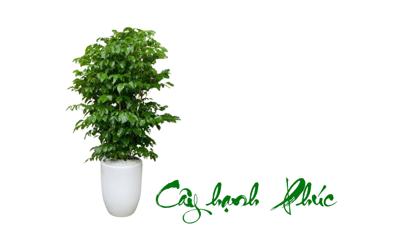 Hướng dẫn chăm sóc cây Hạnh Phúc