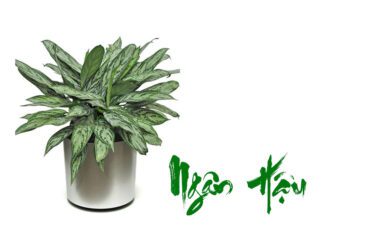 huong-dan-cham-soc-cay-ngan-hau