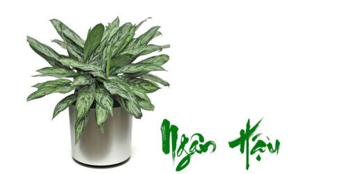 huong-dan-cham-soc-cay-ngan-hau