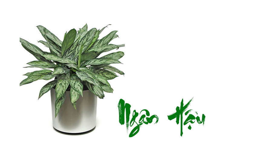 Hướng dẫn chăm sóc cây Ngân Hậu