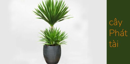 cach-trong-va-cham-soc-cay-phat-tai-nui-thai