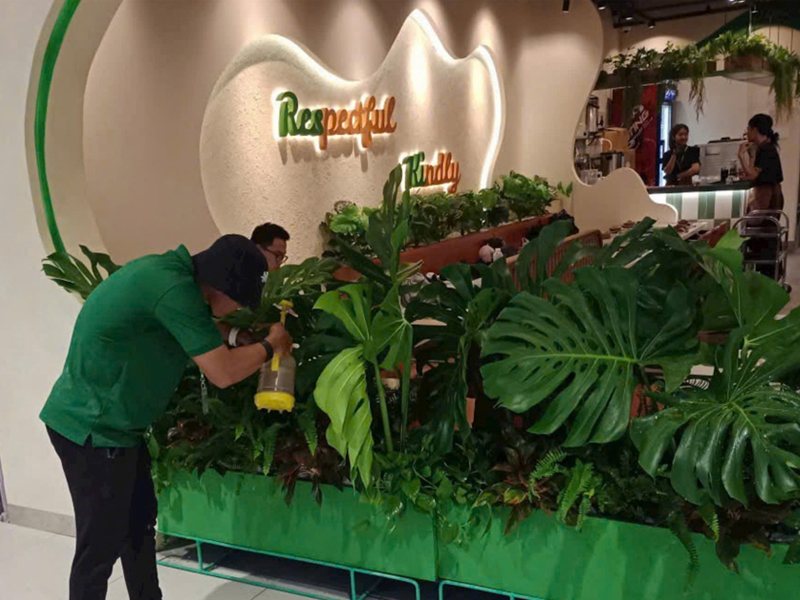 Thuê cây xanh văn phòng, quán cafe