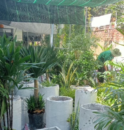 Khu vườn ươm TonaGreen