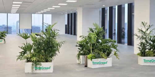 dau-tu-cay-xanh-van-phong-giai-phap-nho-loi-ich-lon-cho-doanh-nghiep